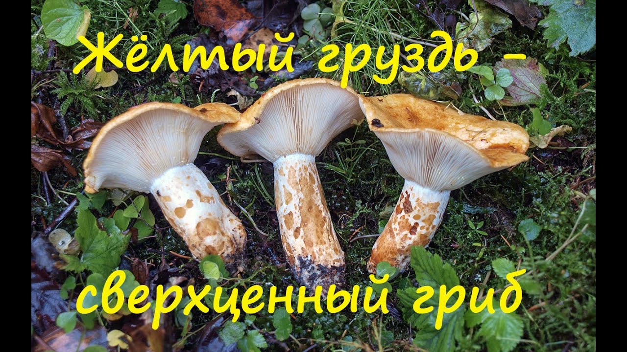Жёлтый груздь - сверхценный гриб