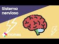 Sistema Nervioso Humano