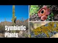 Symbiotic Relationships in the Plant Kingdom