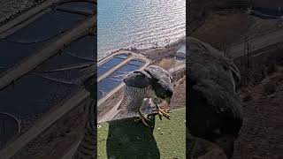 The perfect home for peregrines #shorts