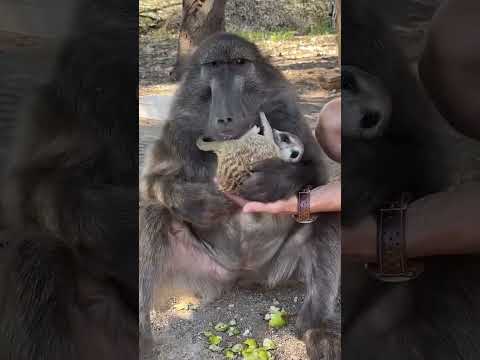 If you share Cindy's food, you MUST cuddle! ๐ค