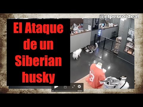 POR QUE UN HUSKY SIBERIANO Ataca a un CANICHE!!!!