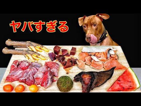 犬のASMR!!生肉をボリボリ噛み砕く咀嚼音がクセになる