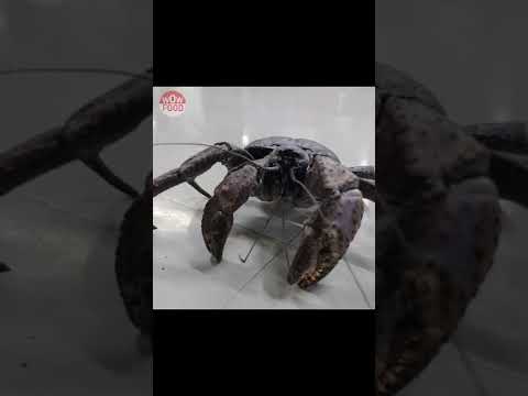 이건 꼭 먹어보고 싶어서 25만원주고 먹었습니다 코코넛크랩_Alien COCONUT CRAB Cutting_Japanese street foodヤシガニ #Shorts