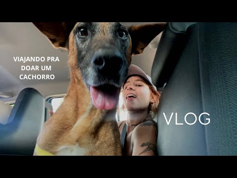 atravessando três estados de carro para doar um cachorro resgatado - vlog