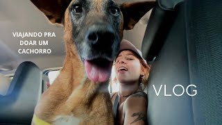 atravessando três estados de carro para doar um cachorro resgatado - vlog