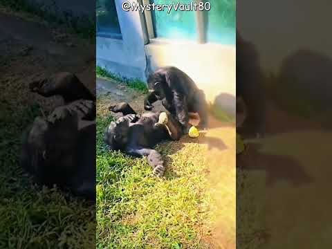 Unusual Gorilla Bonding Moment Filmed in the Wild
