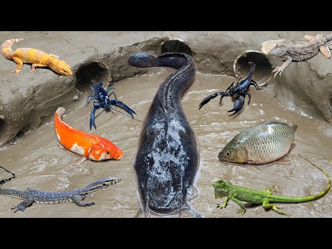 Wow! Tangkap ikan lele besar dalam lubang ada ikan koi, ikan toman, ikan hias, lobster, kura kura