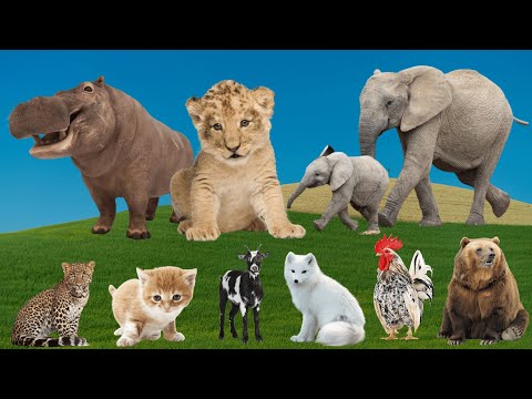 Adorable Moments of Animals:  Hippo, Lion, Elephant, Cat, Goat, Fox, Chicken, Bear – Animal Moments