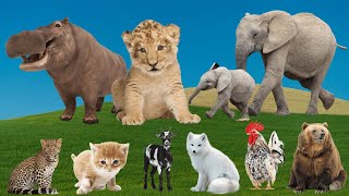 Adorable Moments of Animals:  Hippo, Lion, Elephant, Cat, Goat, Fox, Chicken, Bear – Animal Moments