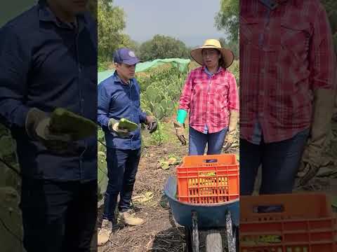 El corte del nopal