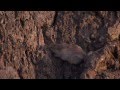 Natural Selection in Action: The Rock Pocket Mouse Case Study