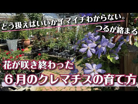 グチャグチャに絡まっても心配無用！クレマチスの育て方解説【6月】