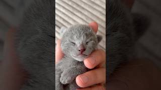 Der Beginn eines wunderschönen Lebens 🩷🥹 | Russisch Blau Kitten Katze VonPumaSilberfell