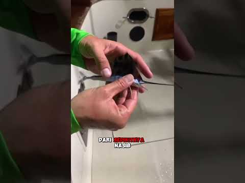 Penemuan anakan ikan marlin yang sangat beruntung  #shortvideo #trending