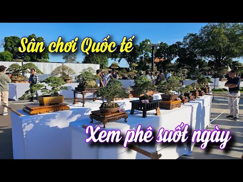 SH.10658. Tại sao sân chơi bonsai ở đây lại hấp dẫn và xem phê tới vậy.