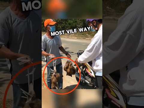 Puppies saved by 2 kind souls ❤