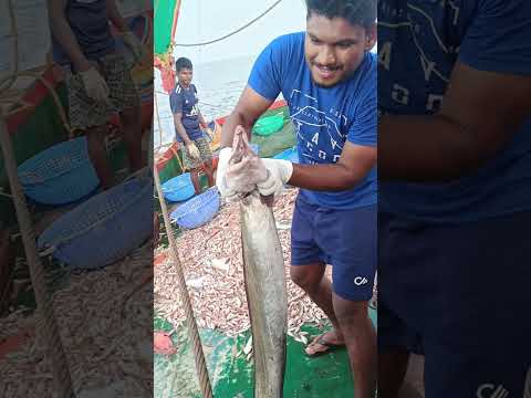 கடல் ஜல்லிகட்டு மாடு பாத்துறுகிங்களா நண்பர்களே|sea jallikattu bull #fishinglife #eelfishing