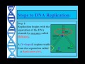 Exploring DNA Replication Concepts