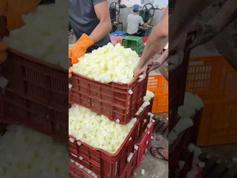 Agra का पेठा Kanpur की factory से 😅||Indian Sweets|| #shorts #short #ytshorts #yt