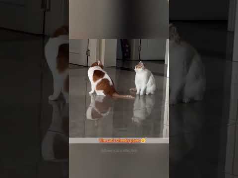Comment on how mischievous a cat's paws are.#cat #catsoftiktok #catlover #funny #funnyvideos #foryou