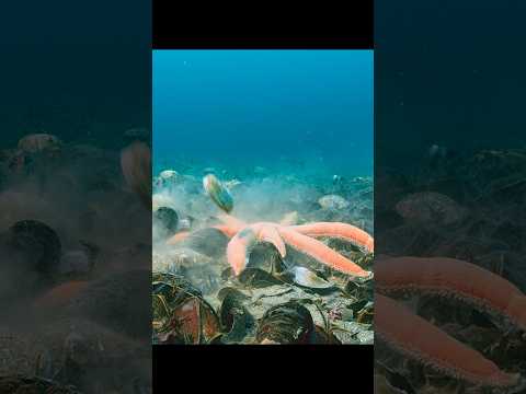 It turns out that scallops really do escape in the same way as they do in cartoons #wildlife