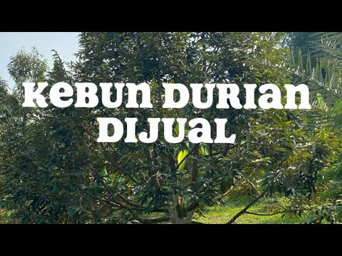 Kebun Durian siap berbuah  Dijual Di Purwakarta