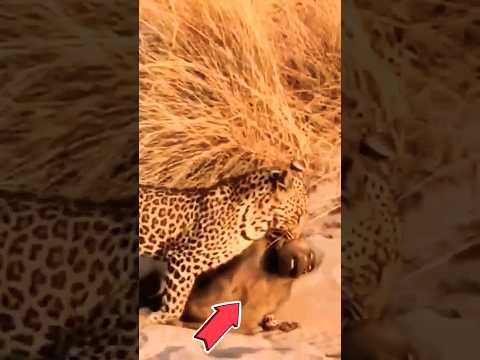 نهاية حزينه .. وجبة عشاء النمر.