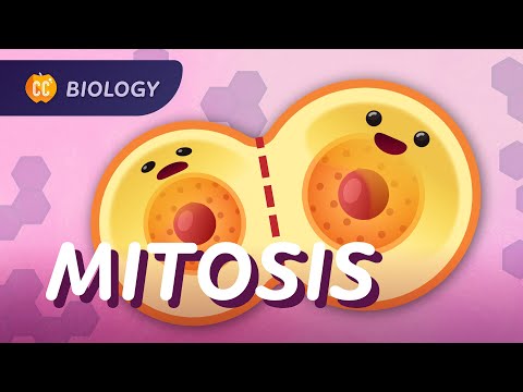 Mitosis and the Cell Cycle: Crash Course Biology #29