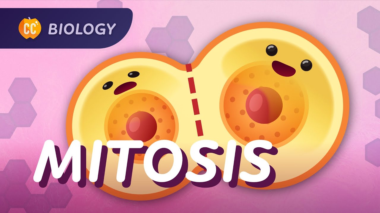 Exploring the Cell Cycle and Mitosis