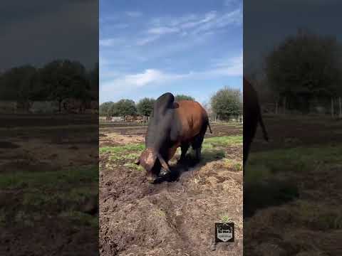 Raçador Brahman!