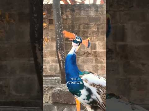 সাপের শত্রু ময়ুর। 😳 #shorts