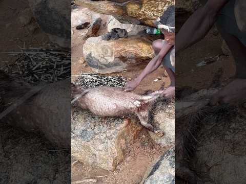 Amazing 😍 Hunting and Cooking Porcupines with Hadzabe tribe of East Africa #tradition #bushcraft