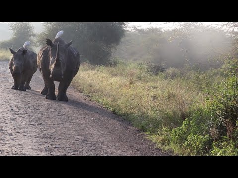 Massive white rhinos encounter lions on their path