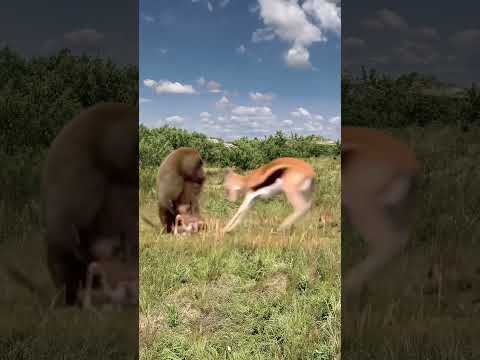 Baboon catches a fawn Animal World Fantastic Beasts Are Here Animal World Highlights Fawn Baboon