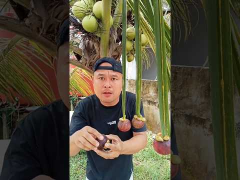 Manggis Manis #shorts #buahliar #pohonbuah #trending #funny #subscribe