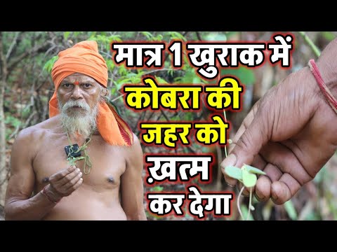 10 मिनिट के यह वीडियो जीवनभर काम आयेगा? विधाता साथ छोड़ देगा लेकिन ये पौधा नहीं 🙏 jadi buti live