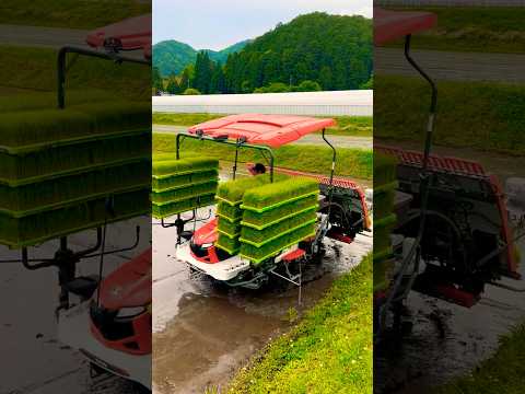 Kubota NW8S GS 田植機 田植え作業