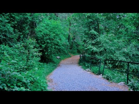 Exploring the Scenic Pipeline Track in Donga Gali - A Nature Lover's Paradise