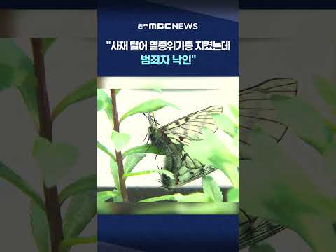 [MBC 뉴스데스크 원주] "사재 털어 멸종위기종 지켰는데 범죄자 낙인"