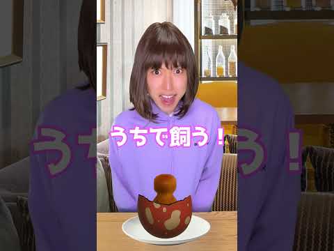 喫茶店の卵が恐竜の卵だった