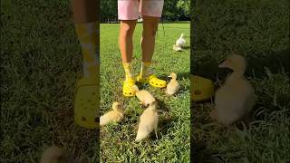 Suscríbanse si a ustedes también le gustan los patitos 🐤