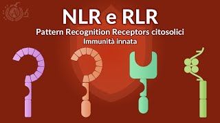 Immunità innata - Pattern Recognition Receptors (PRRs) citosolici - IMMUNOLOGIA