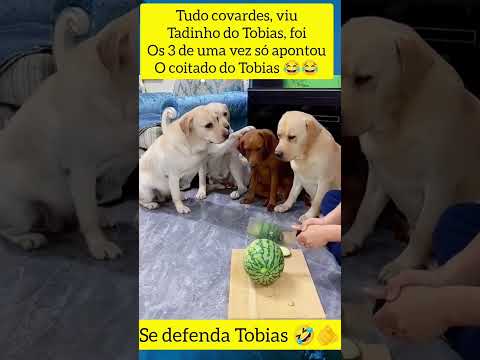 Bob fechou a cara 😂😂😂 #pets #dog #doguinhos #cachorros#labrador
