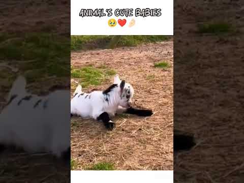 ANIMAL'S CUTE BABIES 🥹❤️🤌🏻 #trendingshorts #viralshort #ytshorts #cute #baby #animals #youtubeshort