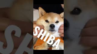 OMG SO CUTE ! FUNNY ANIMALS 🙃