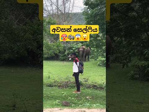 ආව මෙතන සෙල්ෆි ගහන්න 🐘😡😱 #new #elephantattack #trending #viralvideo #shorts