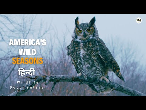 America's Wild Seasons, Winter - हिन्दी डॉक्यूमेंट्री | Wildlife documentary in Hindi