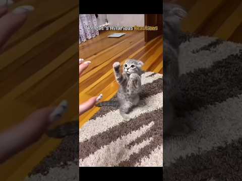 The Cat's Hilarious Reactions