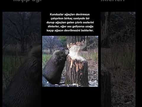 #trending #keşfetbeniöneçıkar #animals